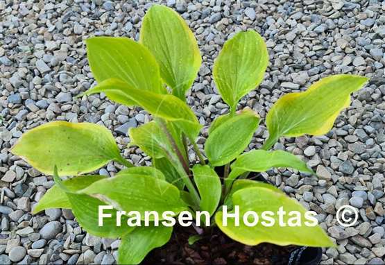 Hosta Paradise Beacon